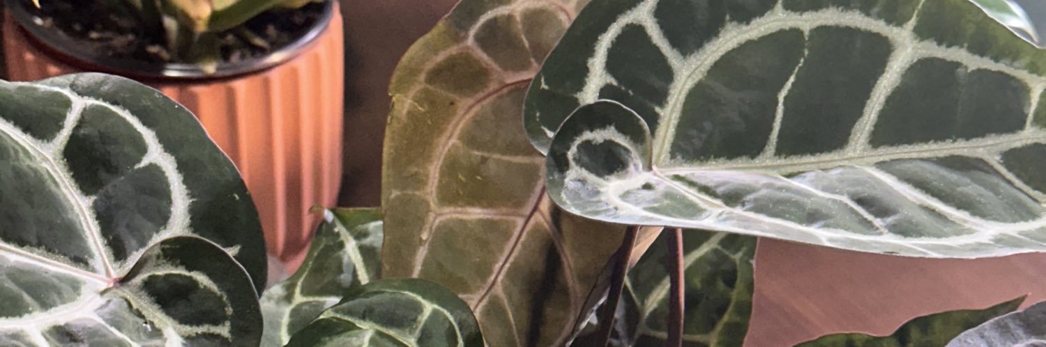 MrsDonaldSmith's profile banner image