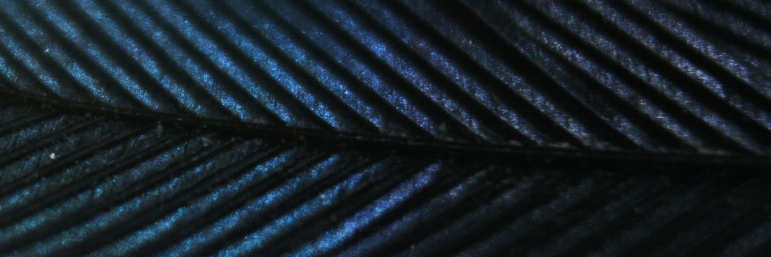 Tororoicompadre's profile banner image