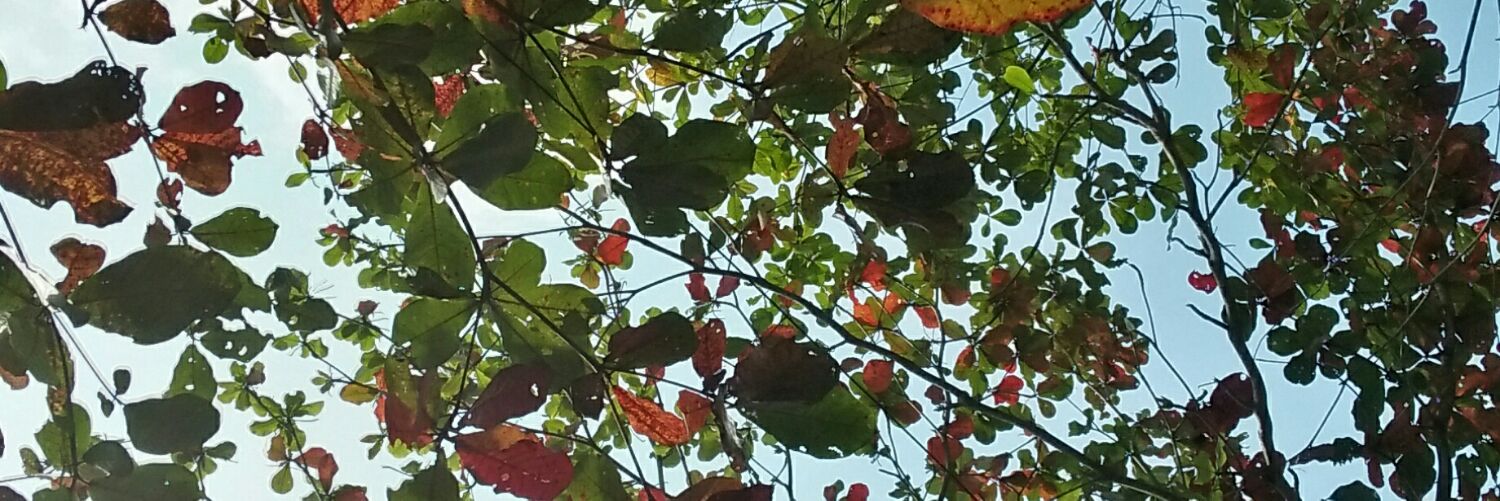 angrisna's profile banner image