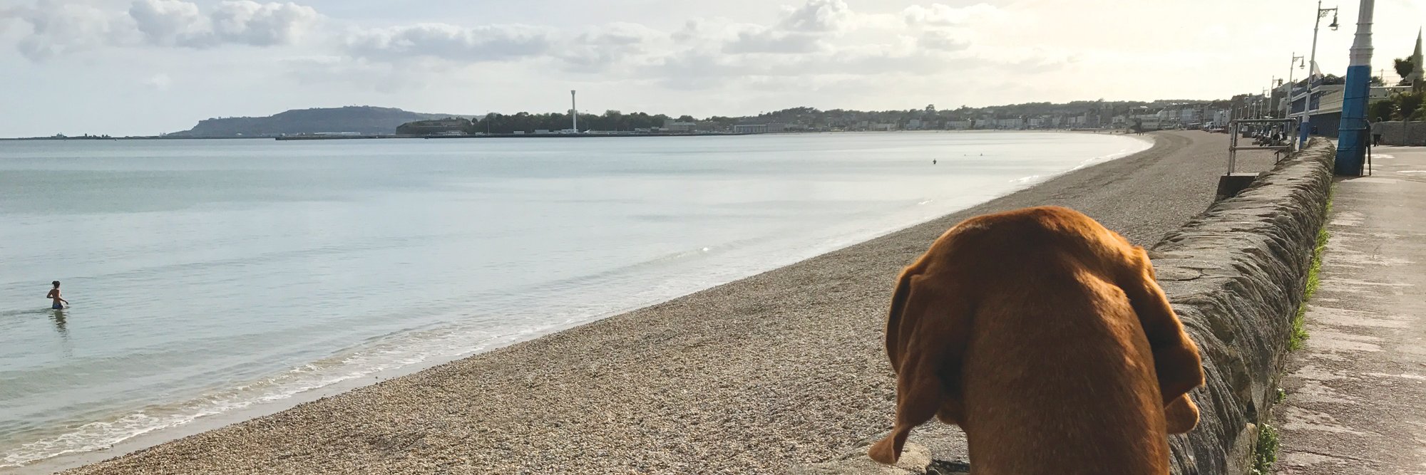 DogsDorset's profile banner image