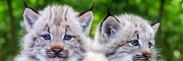 tatkaural Profile Banner