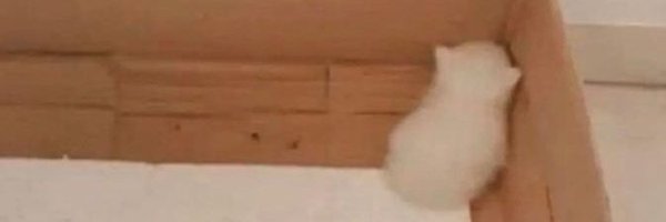 honigmilchh Profile Banner