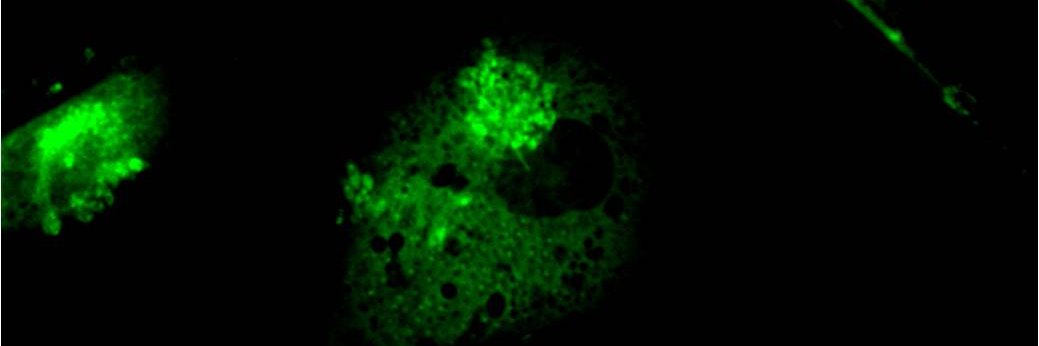 Guillermo Labadie banner