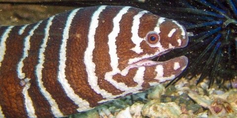 Mero Adventure banner