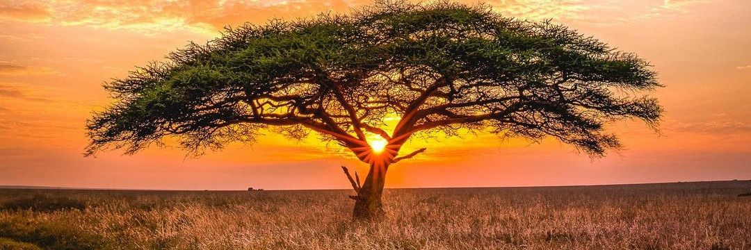 Phillip Okoth 🇰🇪 banner