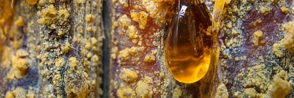 susbind Profile Banner