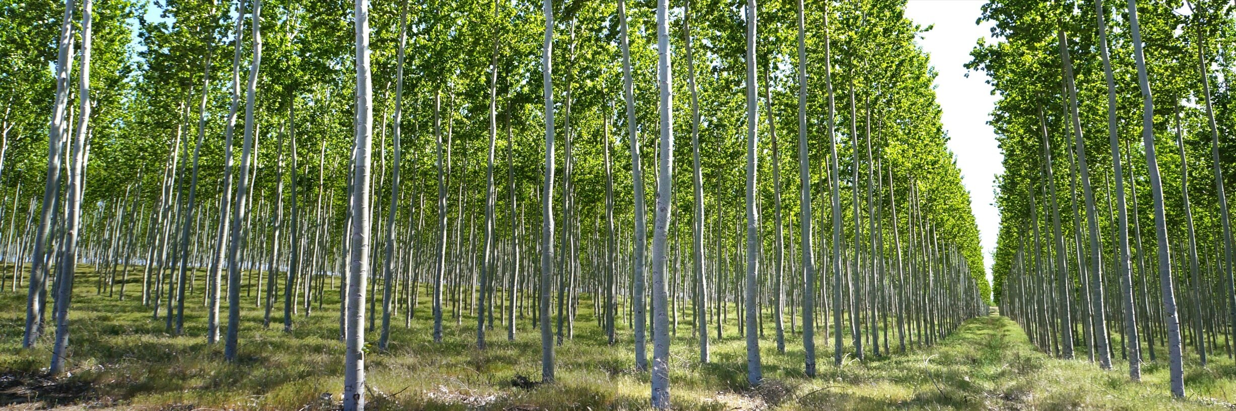 Center for Renewable Carbon banner
