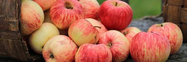 Nourishing Minds NB banner