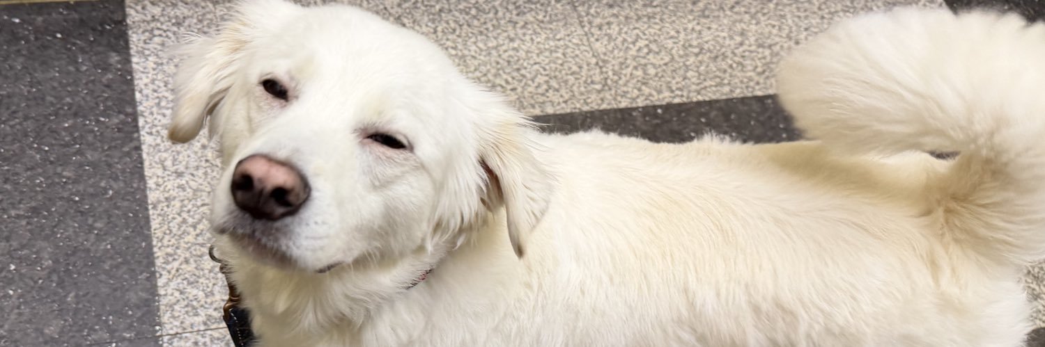 CabbageTheDog's profile banner image