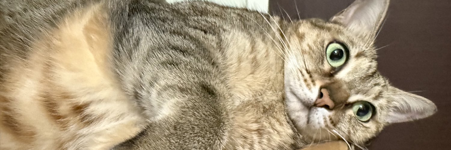 🌈一級鏟屎官測試貓叔暨虎斑推廣委員會 banner