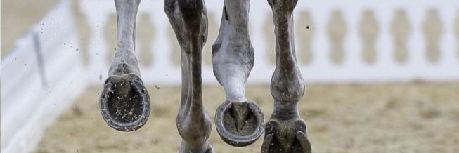 CaballusWeb's profile banner image