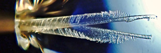 Alejandro Rico-Guevara banner