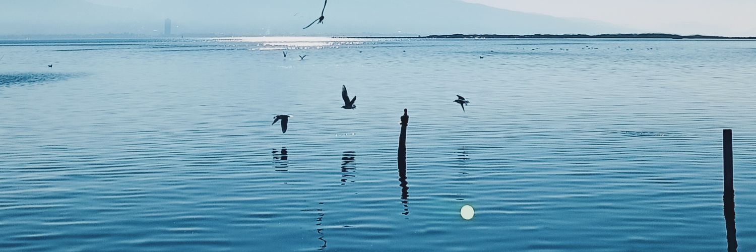 ayhandayi's profile banner image