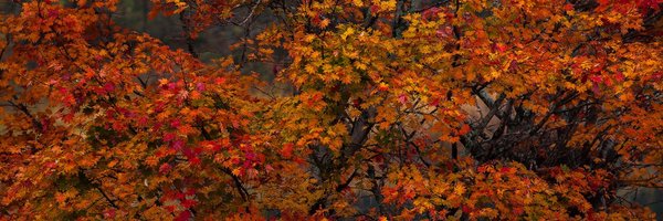 JuneUnknown Profile Banner