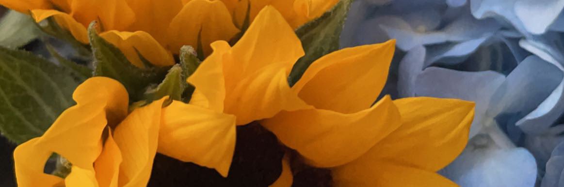 MiloIsABean13's profile banner image