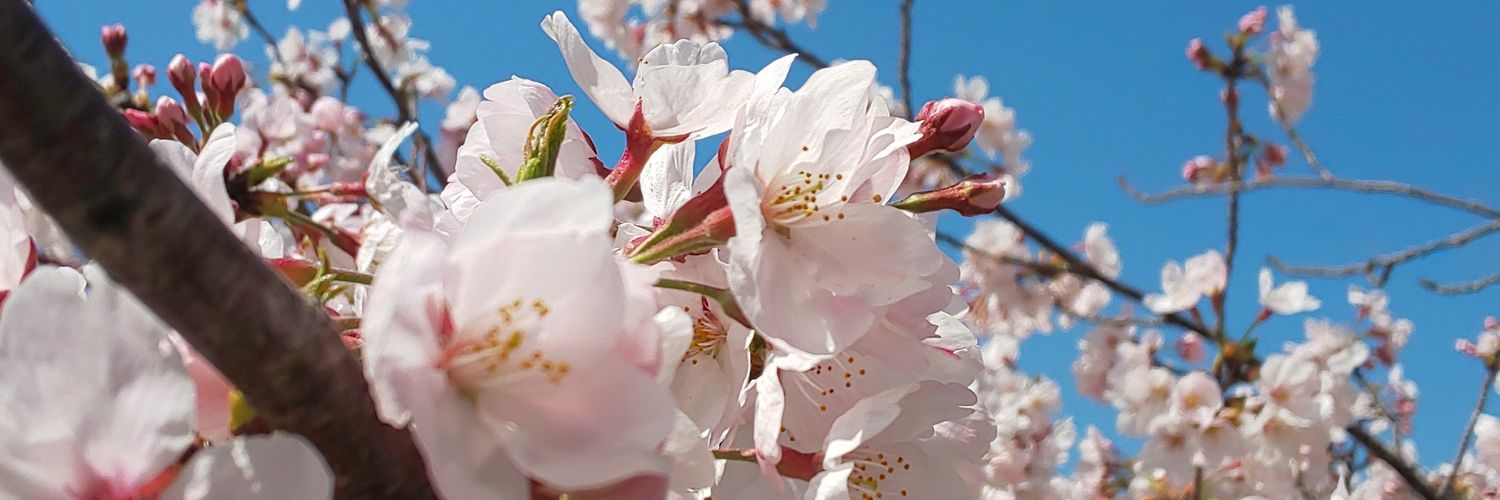 misatomiri's profile banner image