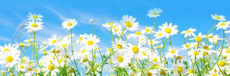 sellymauly's profile banner image