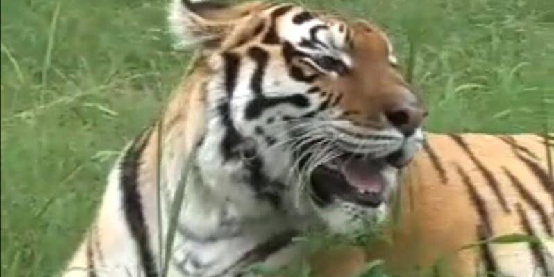 tora6tora's profile banner image