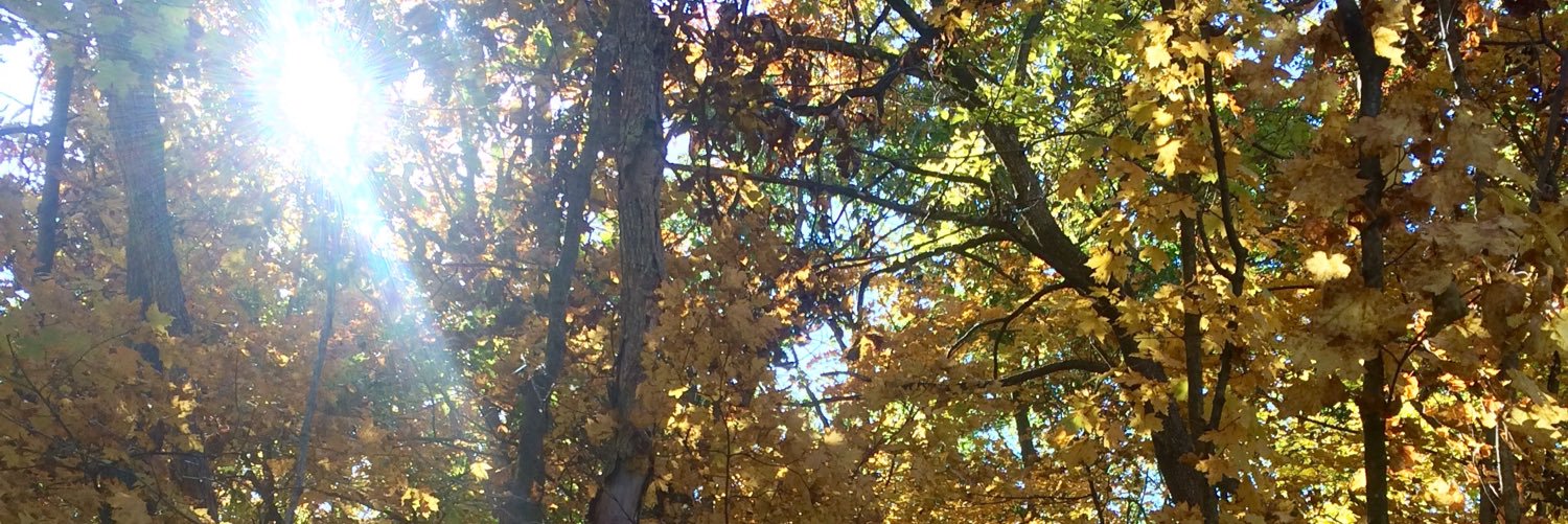 SaraWasinger's profile banner image