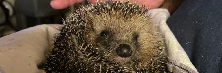 Gio' il Gufo 🇮🇹 banner