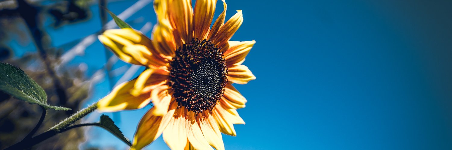 PMaraston's profile banner image
