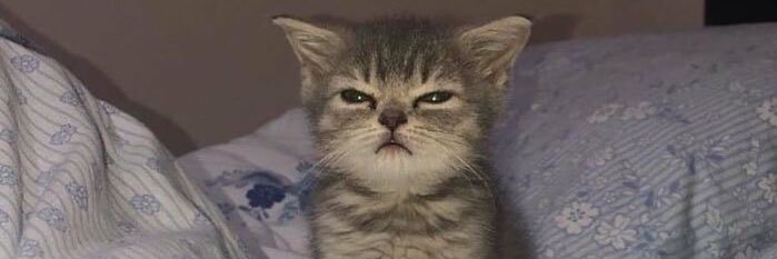 miskeliunaitee's profile banner image