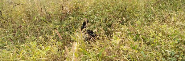 peaceful_coco Profile Banner