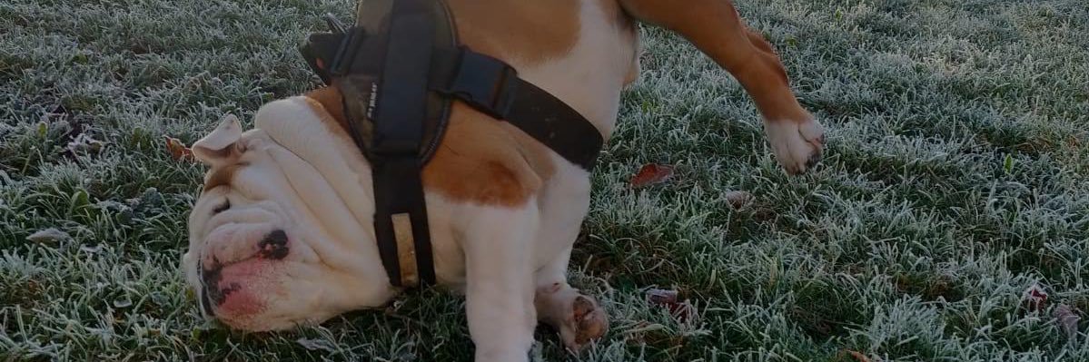 ellaabrown's profile banner image