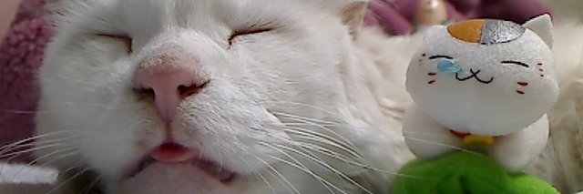 morbidwa's profile banner image