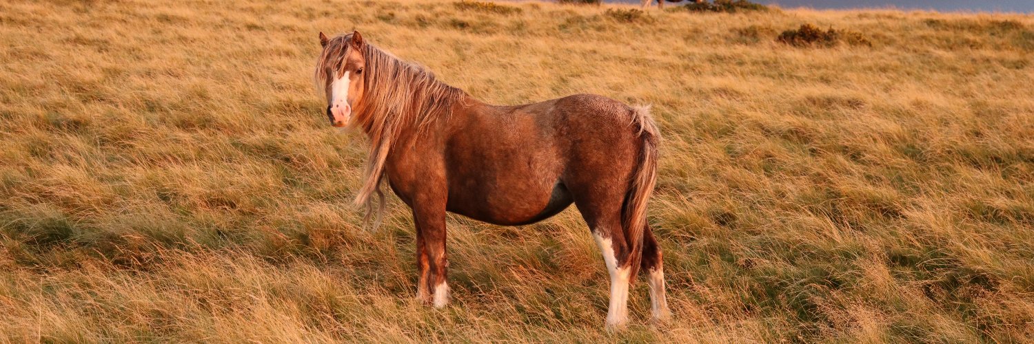 KD 🏴󠁧󠁢󠁷󠁬󠁳󠁿 banner