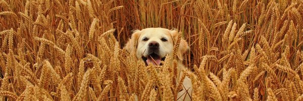 bootorina Profile Banner