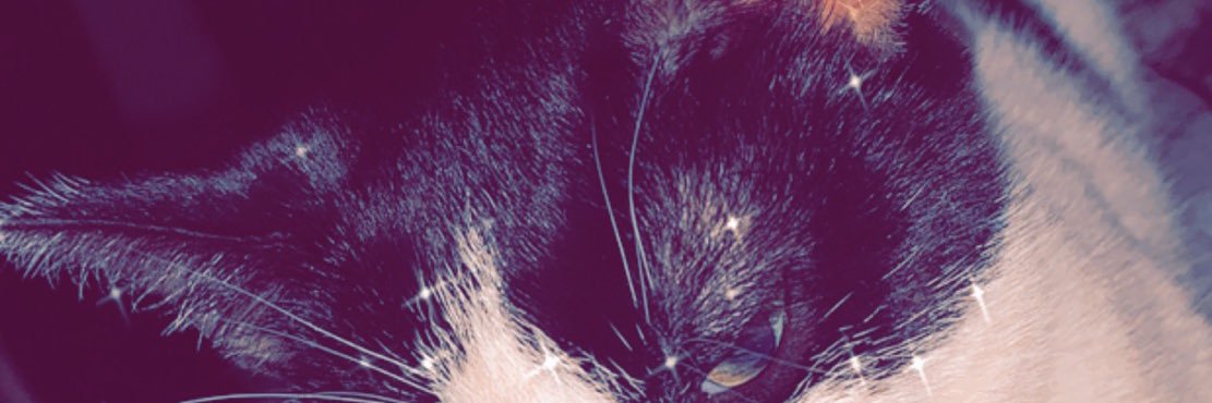 abbyfreyermuth's profile banner image