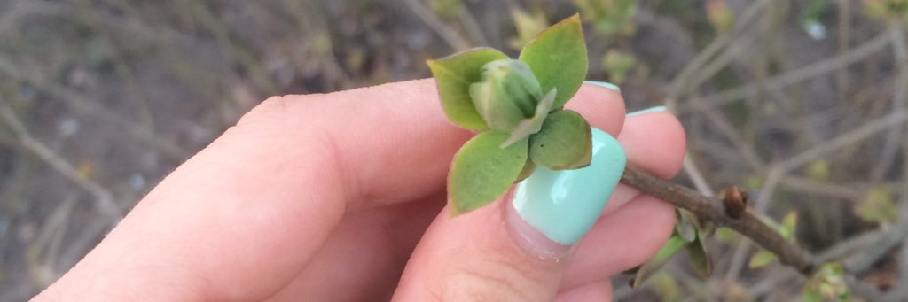 Korosteleva Nastya banner