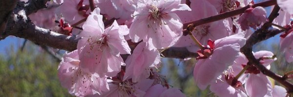 kuninet Profile Banner