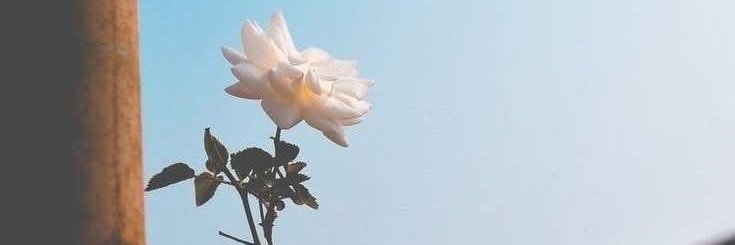 msgulgul's profile banner image