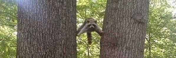 구독너구리 banner