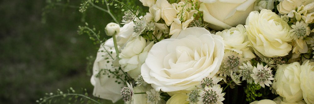 Stems banner