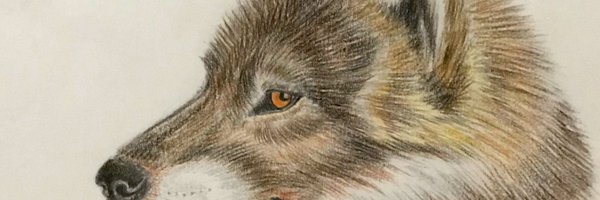 wolfs_forehead Profile Banner