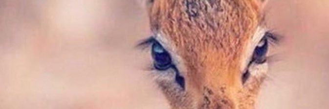 l2_2ii's profile banner image