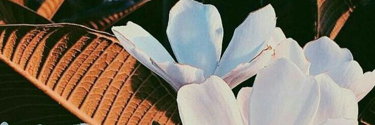 caamarissa's profile banner image