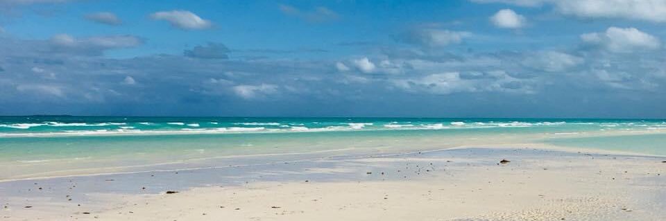 🎈🍄🦩🌺Ba Loune🌺🦩🍄🎈 banner