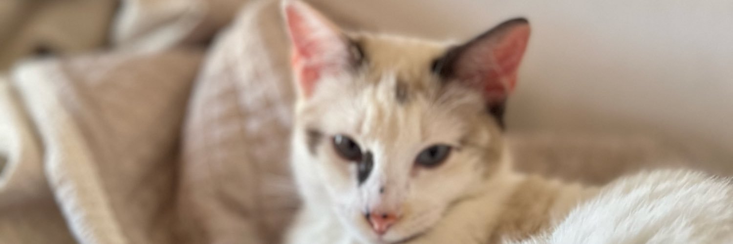 stephhbm's profile banner image