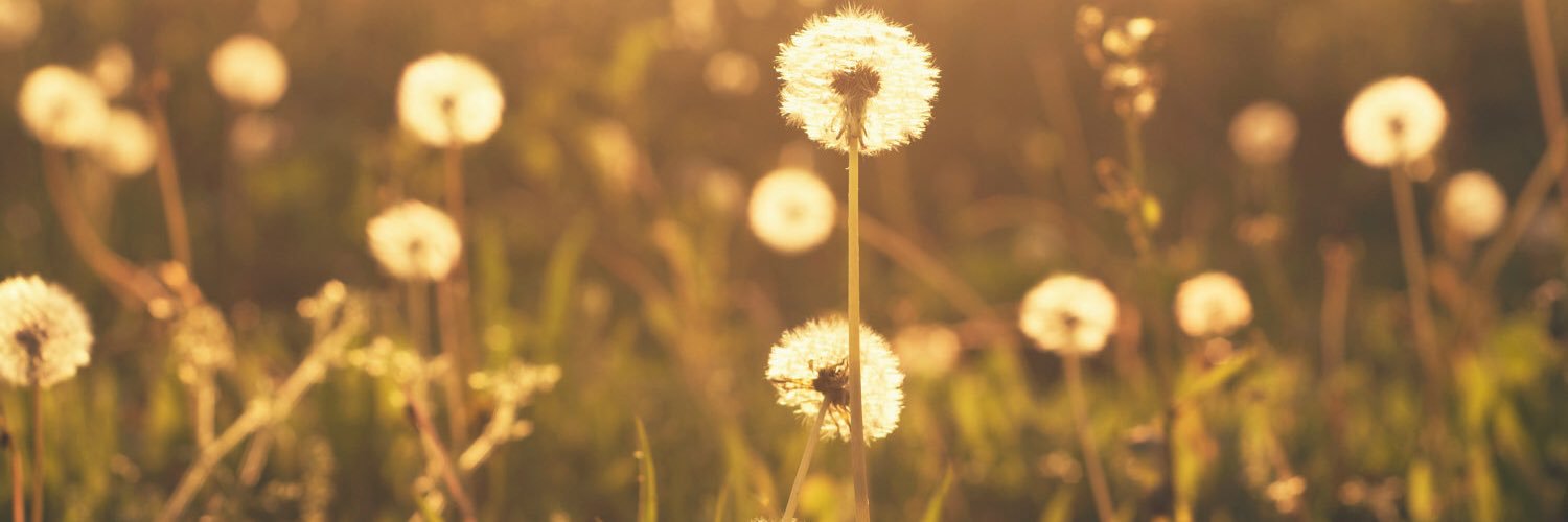 Mario Vervlossen banner