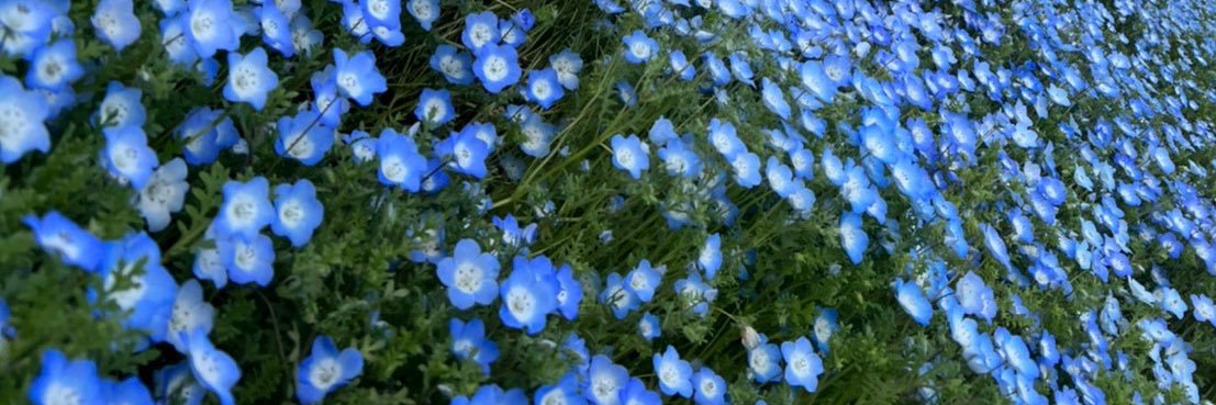 さくや banner