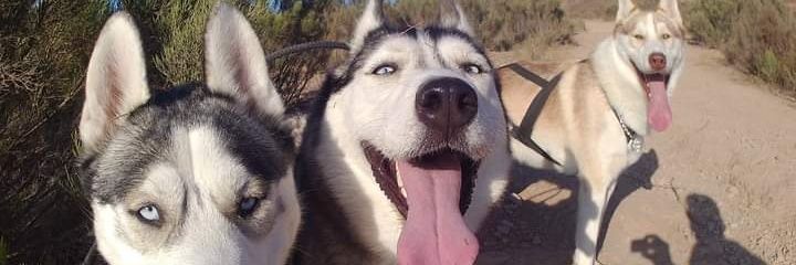 roberto_husky's profile banner image