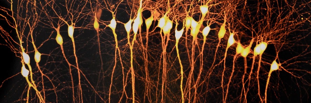 Perrais David banner