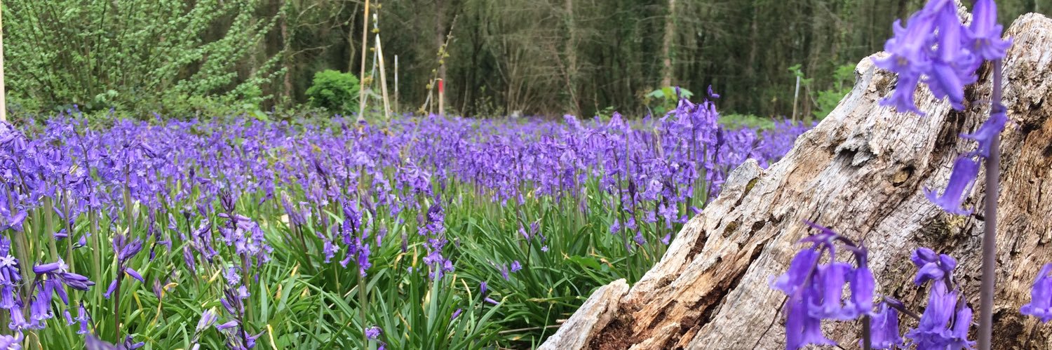 Ian Short - Forestry Researcher banner