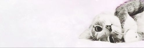 SilSamora's profile banner image