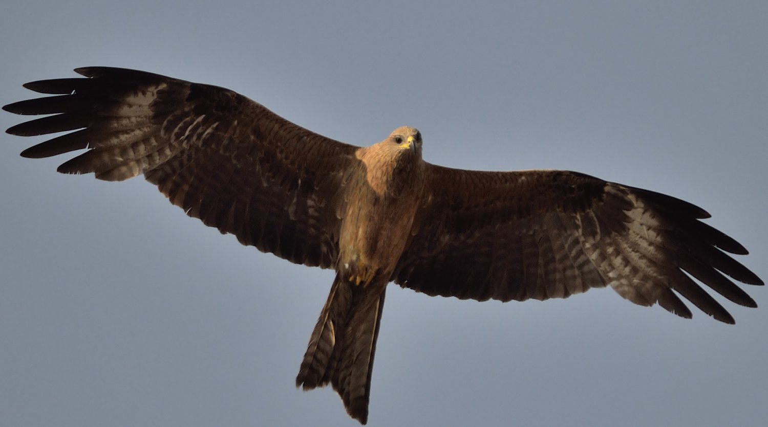 hnhegde's profile banner image
