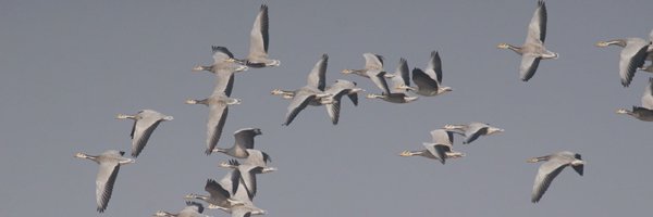 TCornulier Profile Banner